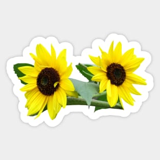sunflowers, sunflower, sunflowerfield, flowers Sticker